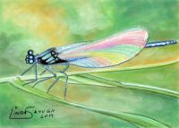 Rainbow colored wings